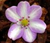 Show product details for Hepatica japonica Yukishino